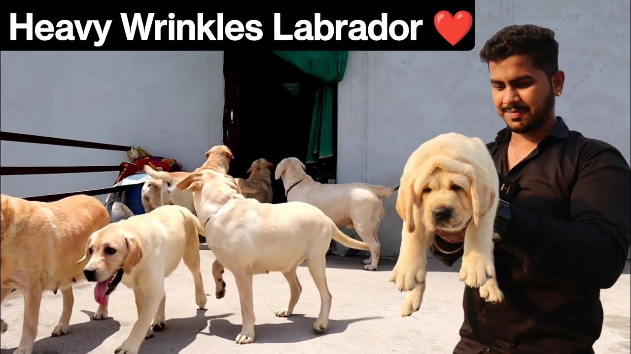 Shauk ke Saath Dog Breeding Business English Labrador Labrador
