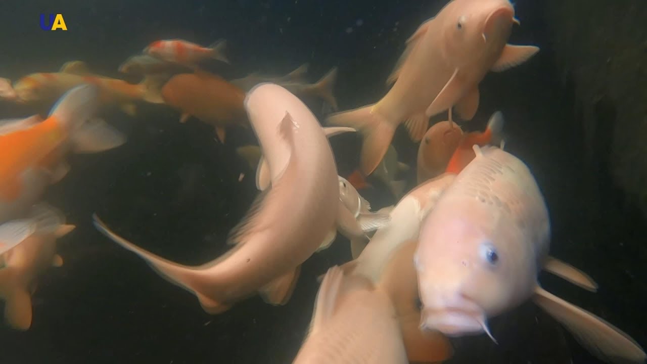 Карпы кои и креветки Любомира | Моя земля