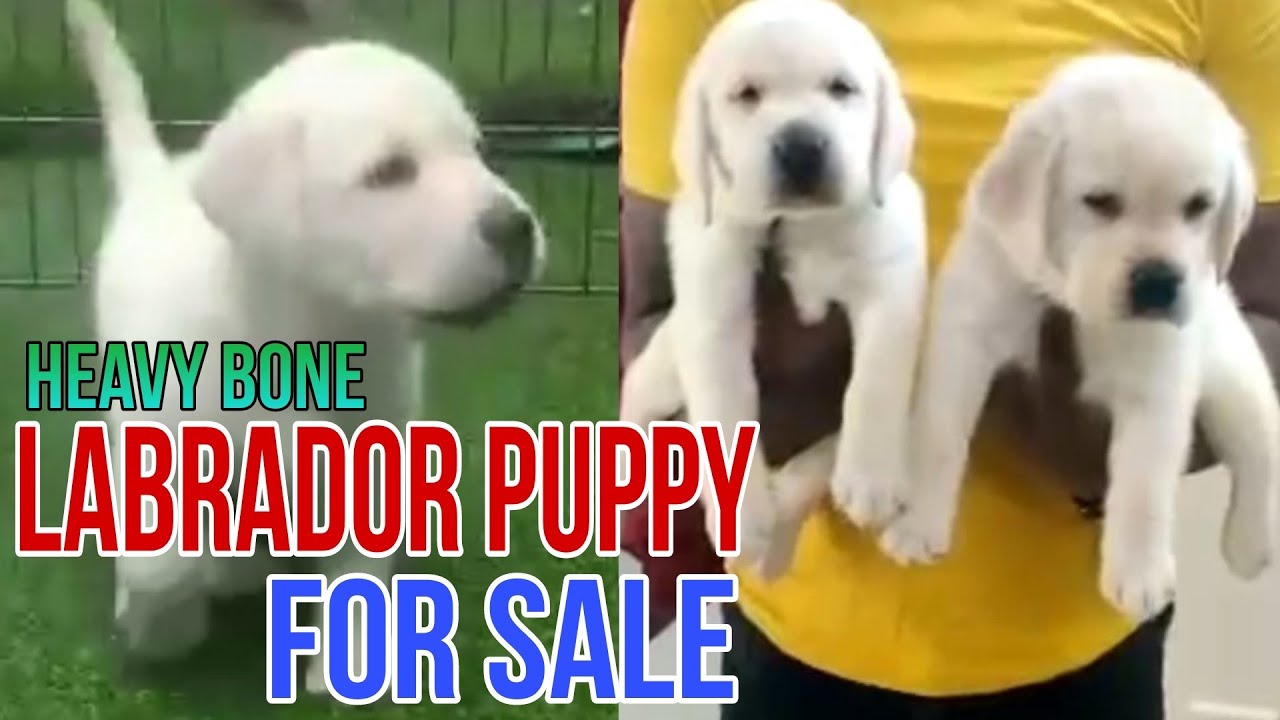 Heavy Bone Lab Heavy bone Labrador Puppy for sale in Telugu/9573838545 #youtube # ...