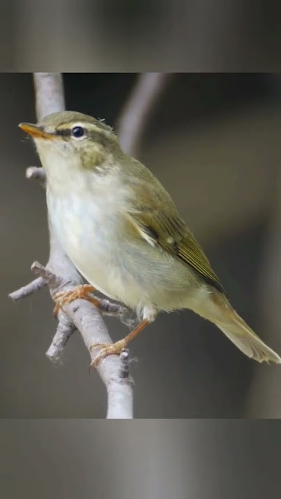 MERDU ‼️suara burung cikrak kutub liar #warbler #kicaumania #birdwatching