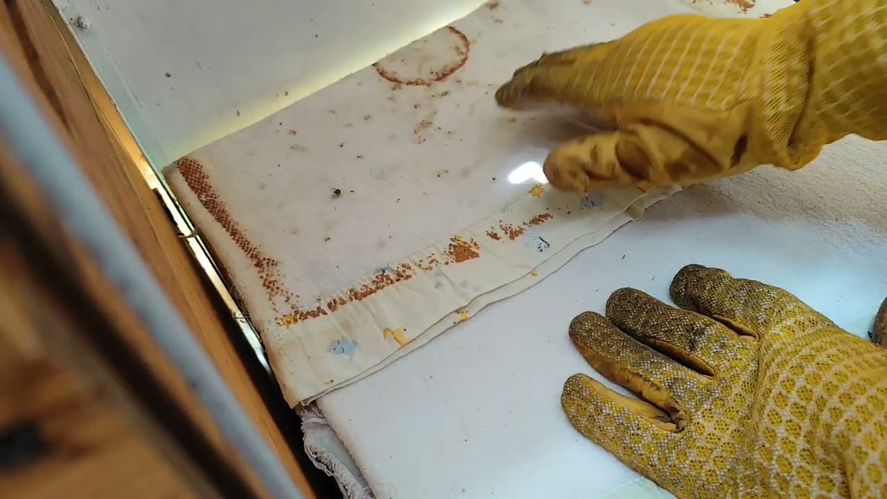 14.06.2025 Hranim roii pe remorca...Cum arata?!?