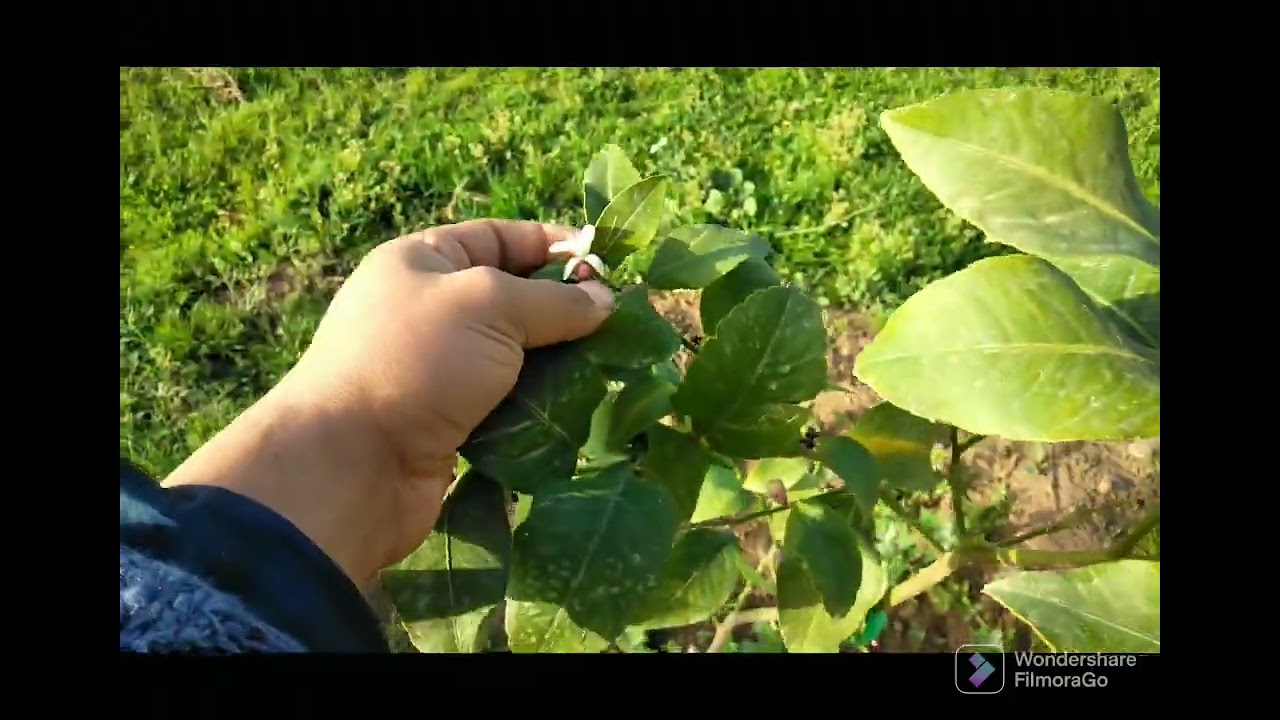 أزهار الشجرة الصغيرة (لماذا يجب إزالتها)، الفرق بين الليمون الشهري والسنوي.