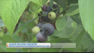 Tyler Berry Farm seeing bloom in strawberries blueberries this season