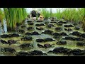Wow Amazing fishing craps!!! a fisherman finding &amp; catch craps along water when flood at rice field