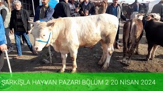 ŞARKIŞLA HAYVAN PAZARI BÜYÜKBAŞ BÖLÜM 2  20 NİSAN 2024