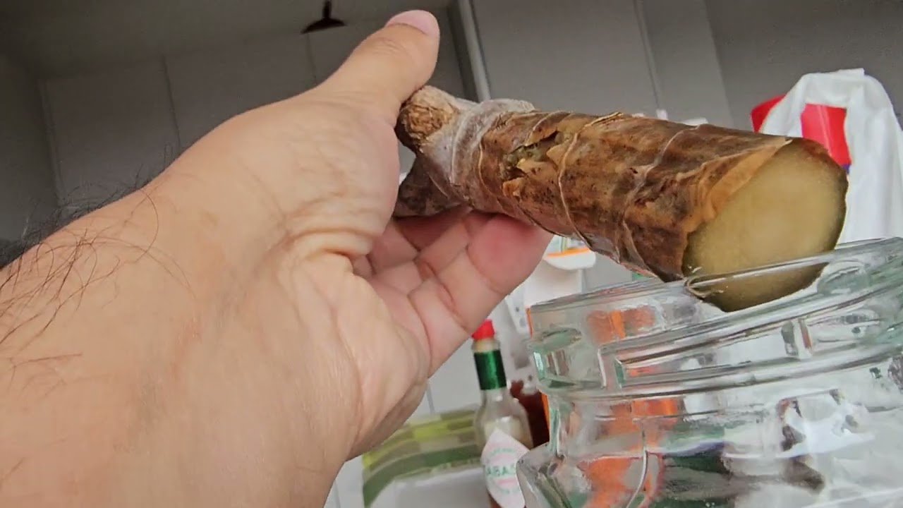 Dracaena marginata - Pruning, propagating, stem mushy and root rot progress  2025