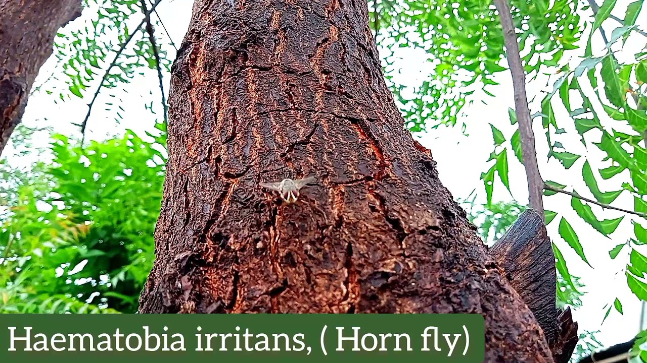 Haematobia irritans| 