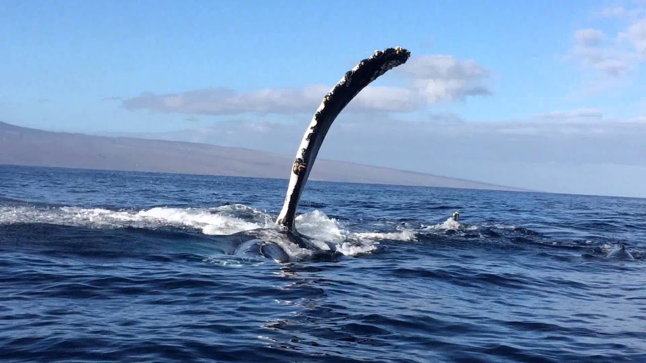 Whale Crashes into Drifting Boat YouTube