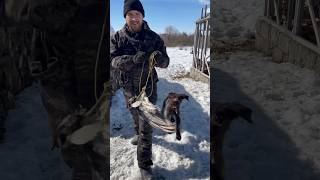 Нас снимает Лев #dog #funnyshorts #finnyvideo #funny #собака #дратхаар #охота