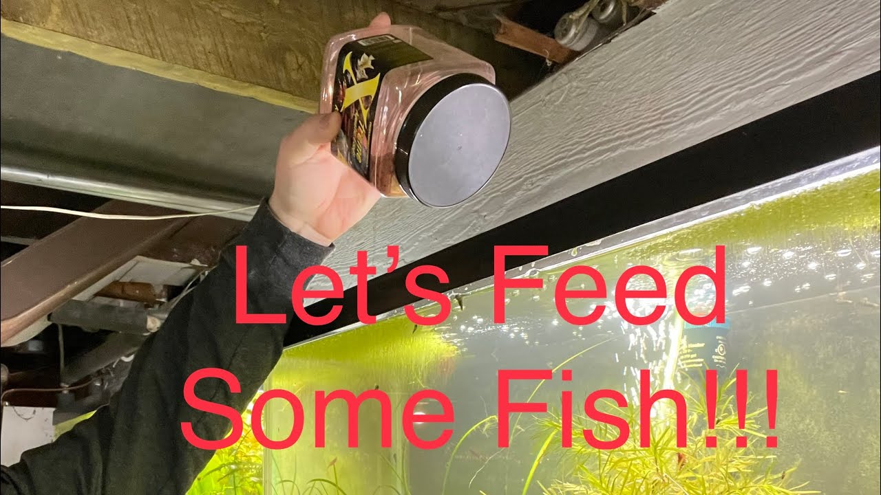 feeding-all-my-aquarium-fish-fish-fisheating-fishroom-youtube