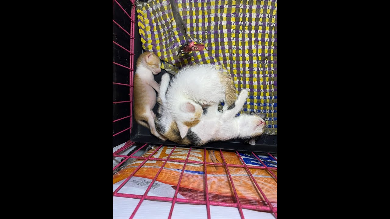 Hang Out with My Kittens While They Sleep LIVE 🐱