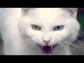 Angry Cat - Ringtone Mp3