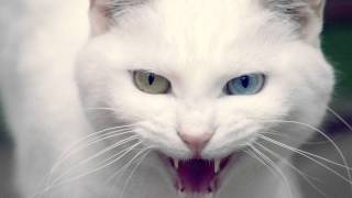 Download lagu Angry Cat - Ringtone Mp3 Mp3 Video Mp4