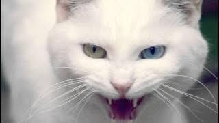 Kucing Marah - Nada Dering Mp3