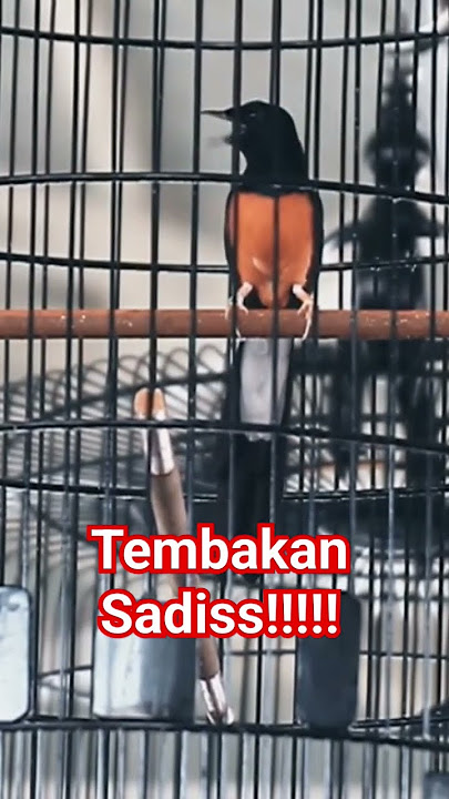 Kopdar smm gresik tembakan sadiss #muraibatu #muraibatuindonesia #smm #murai #muraibatugacor