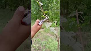 🌳✂️ 1-Year Mulberry Pruning 🌿#MulberryTree #MulberryPruning #TreeCare #GardenWork #FarmLife