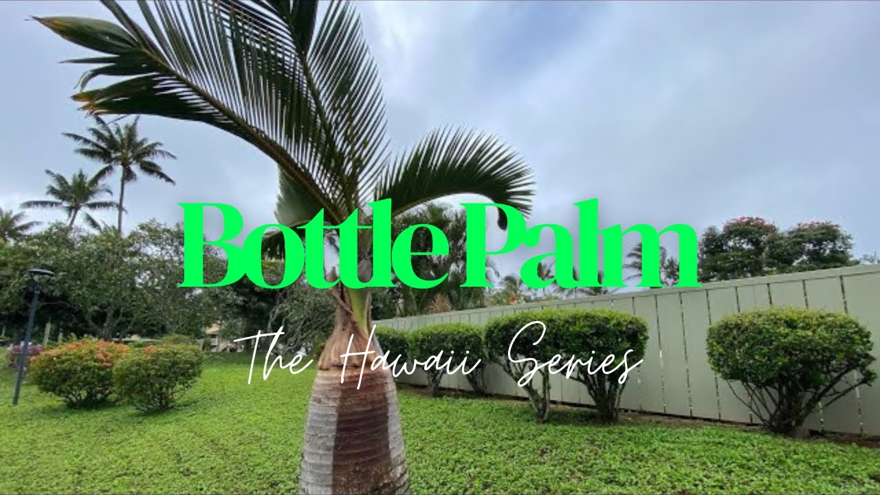 The Bottle Palm - The Hawaii Series