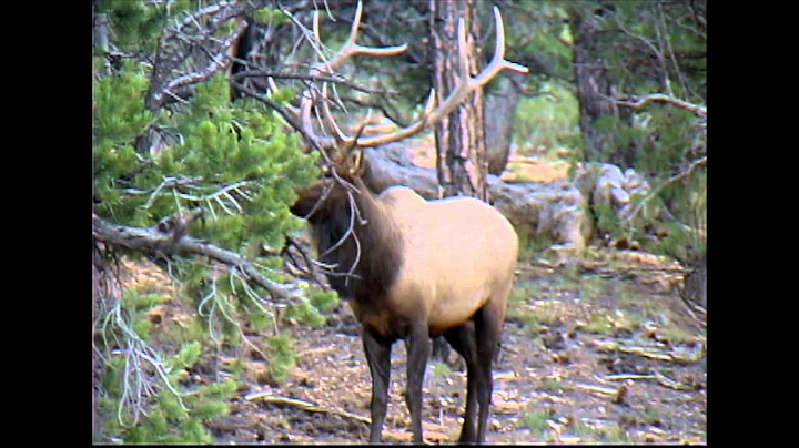 Archery Elk Hunt in Utah - Jeremy Houston - MossBack
