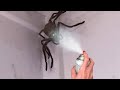 Why did i spray this huge spider