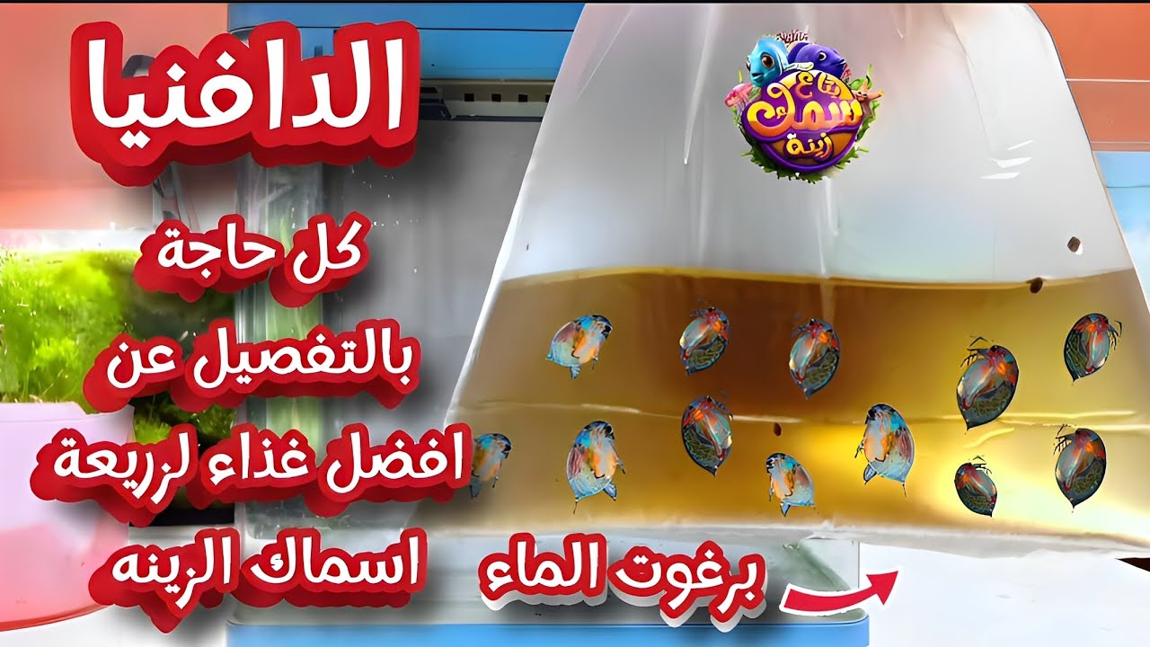 طريقة عمل مزرعة دافنيا لتغذية زريعة اسماك الزينه