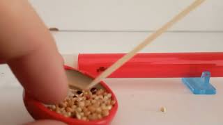 Karınca Hobisine Başlangıç Kın Ilk Videosu Messor Structor Kolonisi