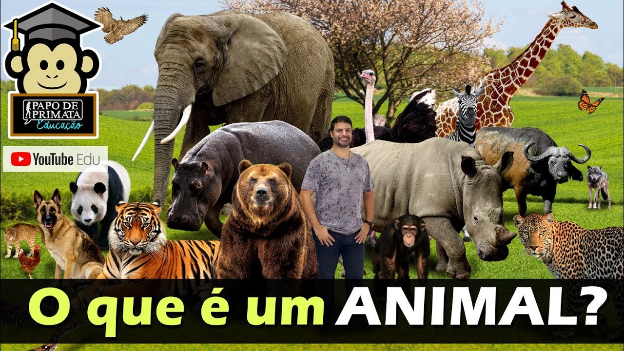 O que é um animal? (ZO 02) YouTube