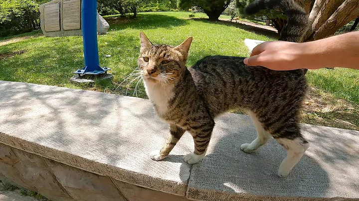 Watch the video about Adorable Tabby Cat With a Cute Pattern and Sweet Meows