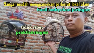 Sangat Mudah Menggacorkan Perkutut Lokal Ombyokan!!!