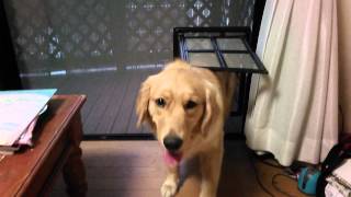 大型犬用の網戸出入り口 ゴールデンレトリバー Youtube