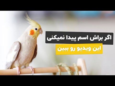 تصویری: نحوه انتخاب نام مستعار برای طوطی