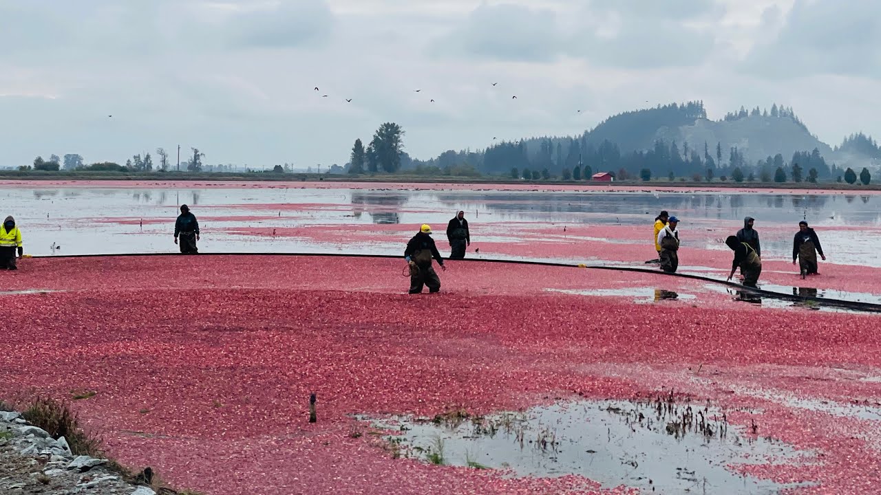 Cranberry Harvest YouTube
