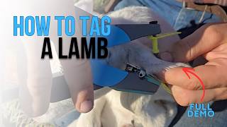 How To Ear Tag A Lamb - Lamb Tagging Demo