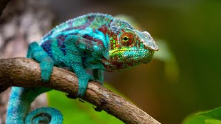 How Do Chameleons CHANGE Color?