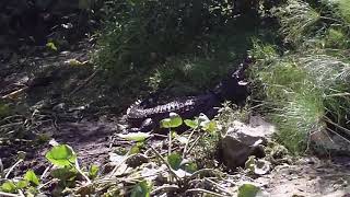 Alligator Capture (2009)