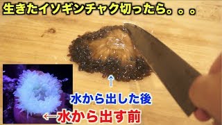 元気なイソギンチャクをさばいたら中身が予想外だった件
