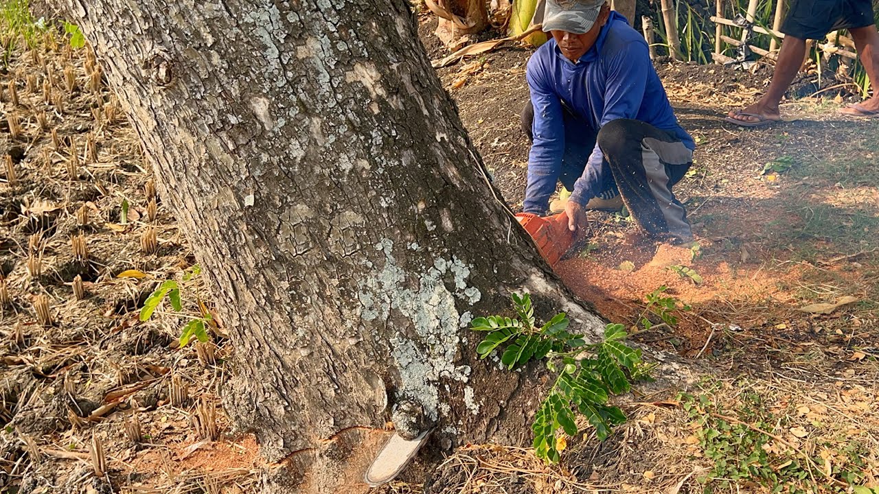 Black fiber, but it’s broken... Cut down an old trembesi tree in a rice ...