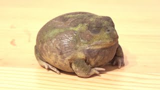 Special Ability] This is what happens when a frog lives without