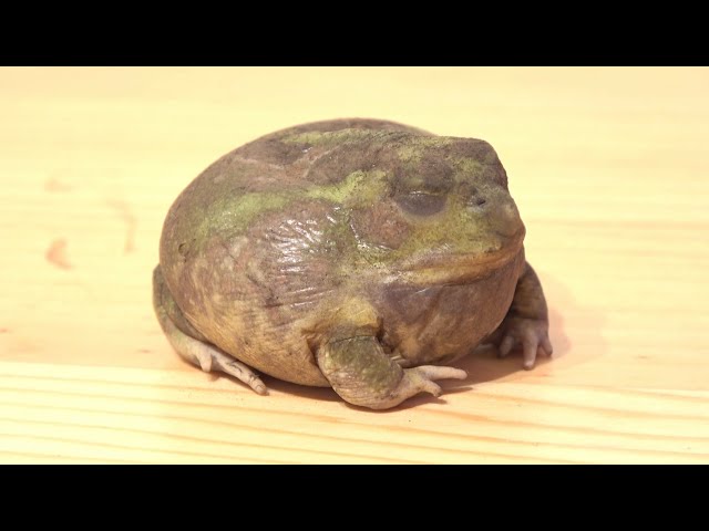 Special Ability] This is what happens when a frog lives without