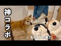 【神回】まさか…有名なもちごめ兄弟が来た！？スペシャルな来客に大喜びな柴犬