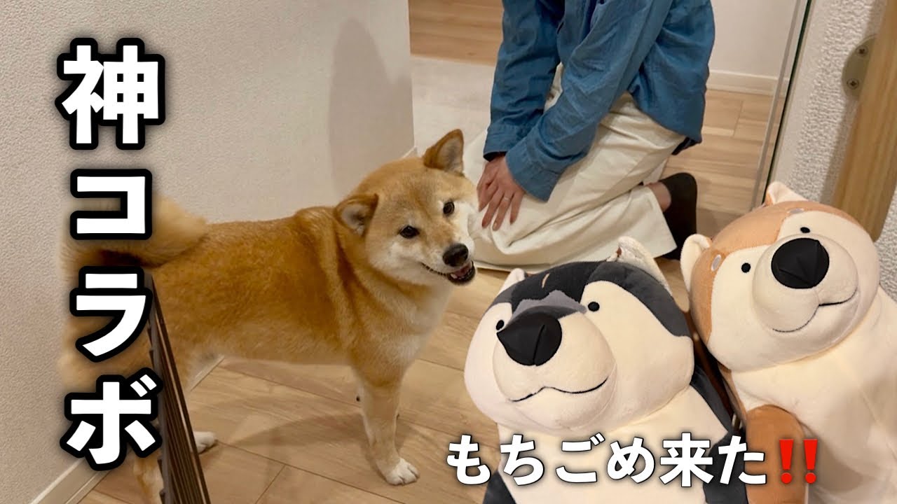 Epic Episode] Unbelievable The famous Mochigome brothers have
