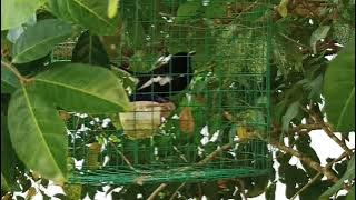 Murai kampung Borneo | kacer dada hitam | Suara santai