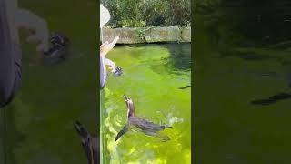 ZOO BERLIN Penguins being fed by visitors #zooberlin #penguin