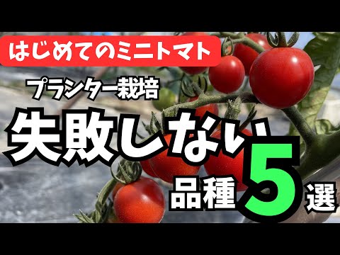 容器栽培に最適なトマト品種10選——失敗しない選び方