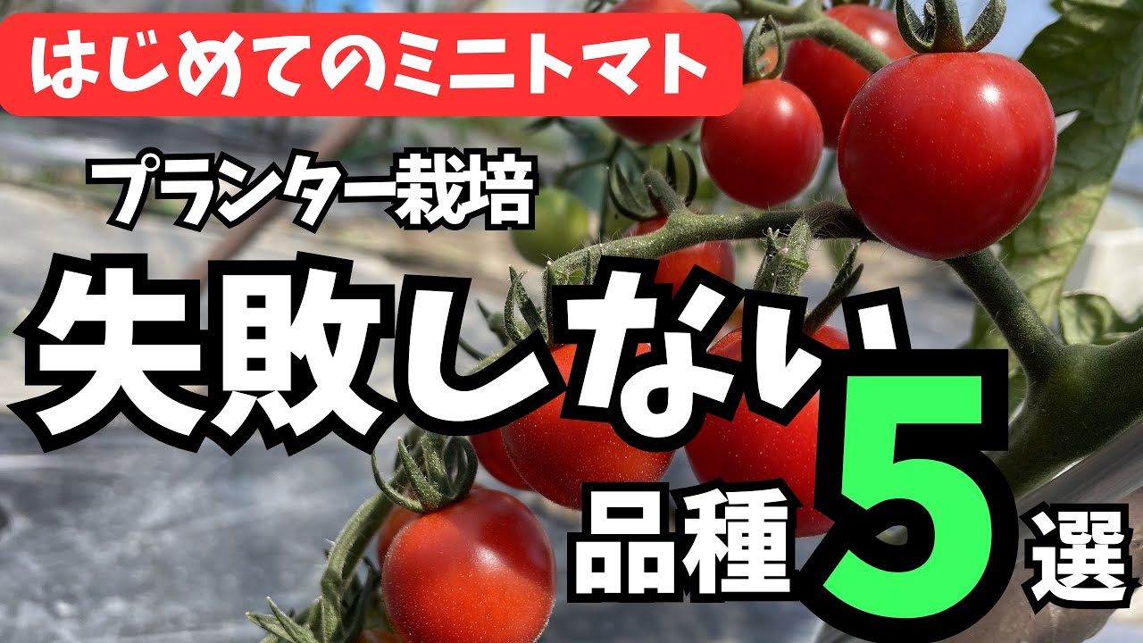 First time growing cherry tomatoes] 5 varieties that will never