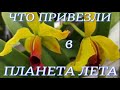 Предпраздничный завоз орхидей в Планета Лета  Мои покупочки