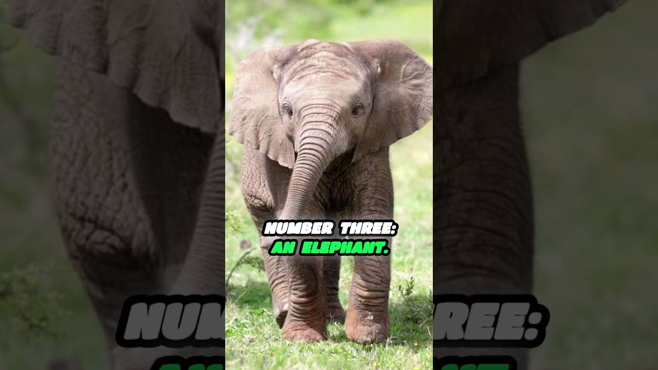 Top 5 Animals That Can Kill Without Teeth 