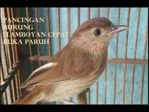 Www.ciri Ciri Burung U Flamdboyan Jantan : Perbedaan Burung Murai Batu Jantan Dan Betina ...