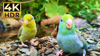 🦜 Cute Tiny Parrotlets Exploring the Wild | Relaxing Nature Sounds 4K HDR screenshot 5