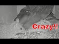 CRAZY! Unexpected Visitor 😲 Rat Enters Jackdaw Nest Box 🐀