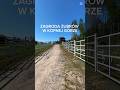 Polska natura, Polska przyroda – żubry w zagrodzie pokazowej Kopna Góra na Podlasiu, Podlasie